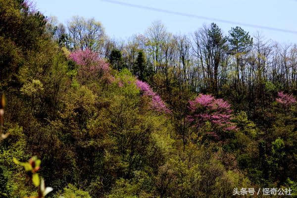 长阳深山发现大片野生罗裙桑 座座山峰成彩色