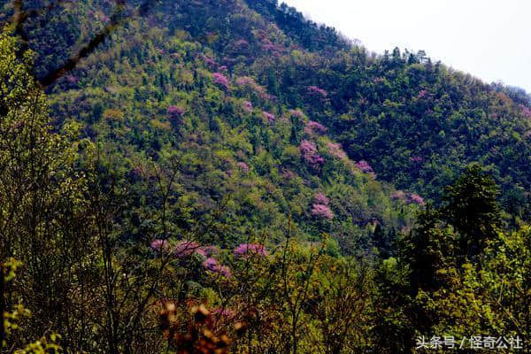 长阳深山发现大片野生罗裙桑 座座山峰成彩色