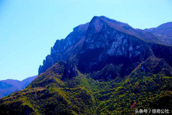 长阳深山发现大片野生罗裙桑 座座山峰成彩色