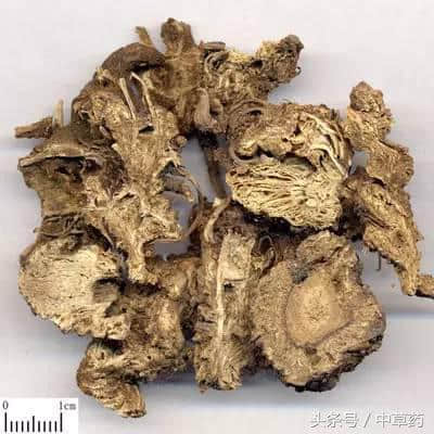 种子可以涩肠止血，皮常用来制作绳索，床垫，很多人都曾睡过