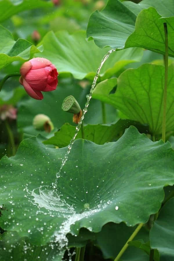 南宋赵师秀最经典的诗句：黄梅时节家家雨，青草池塘处处蛙