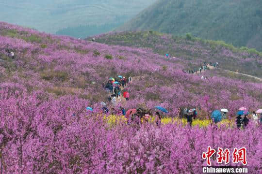 湖南江永紫荆花绚丽绽放  宛如落霞