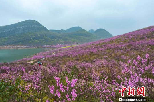 湖南江永紫荆花绚丽绽放  宛如落霞