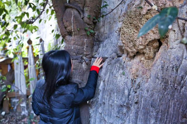 云南雪山下，一棵3000年菩提树长出“佛手”，当地人视为吉祥