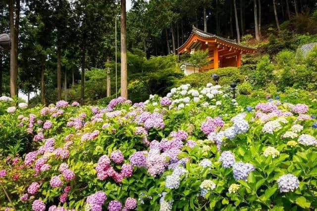 行趣｜6月的日本最美好是紫阳花开（附10条赏花攻略）