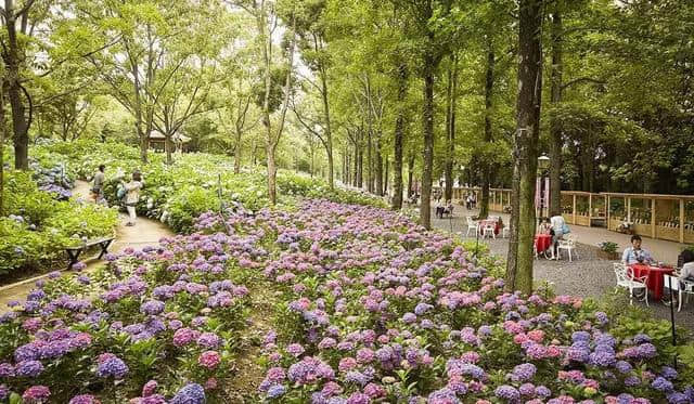 行趣｜6月的日本最美好是紫阳花开（附10条赏花攻略）