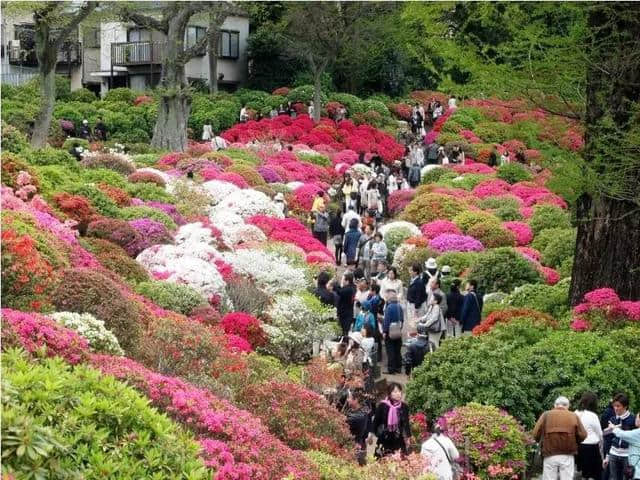 行趣｜6月的日本最美好是紫阳花开（附10条赏花攻略）