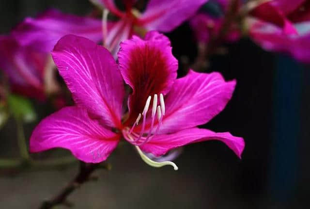 香港区花，紫荆花