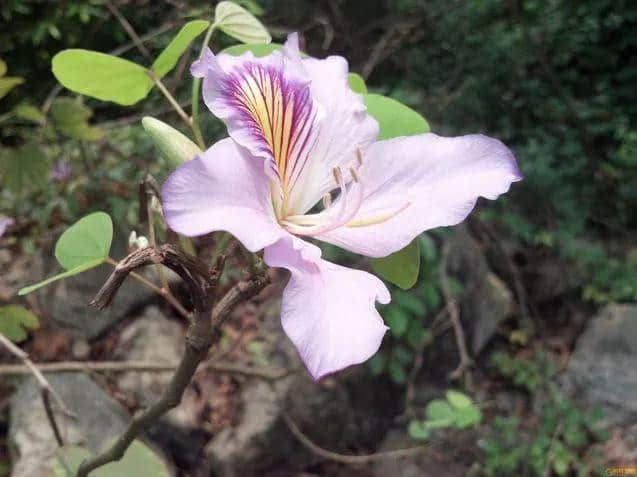 香港区花，紫荆花