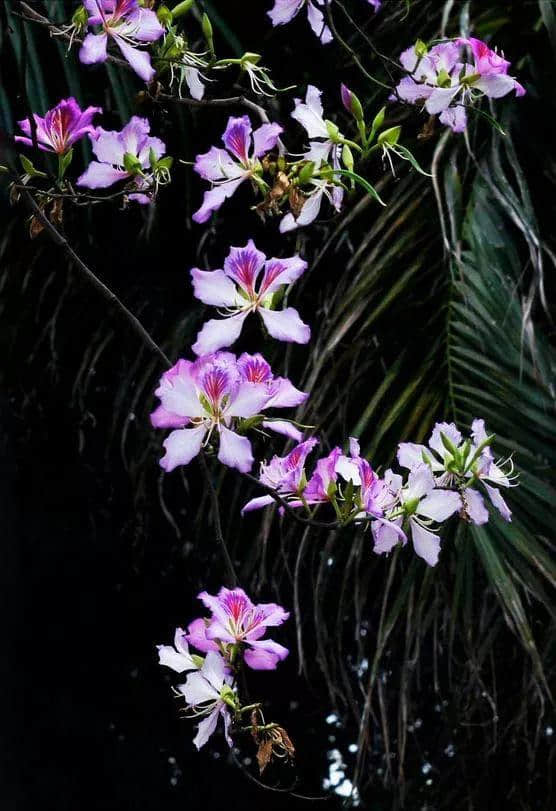 香港区花，紫荆花