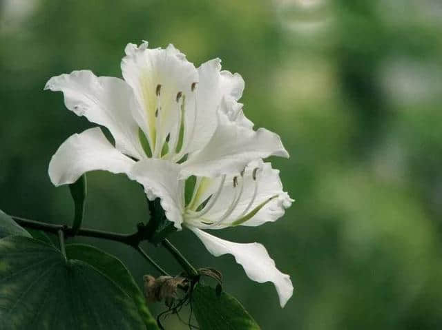 香港区花，紫荆花