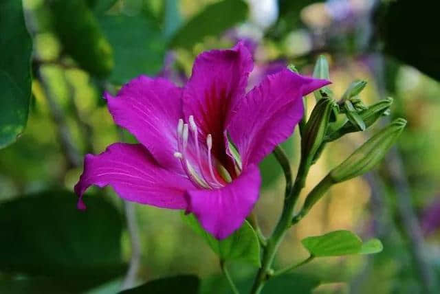 香港区花，紫荆花