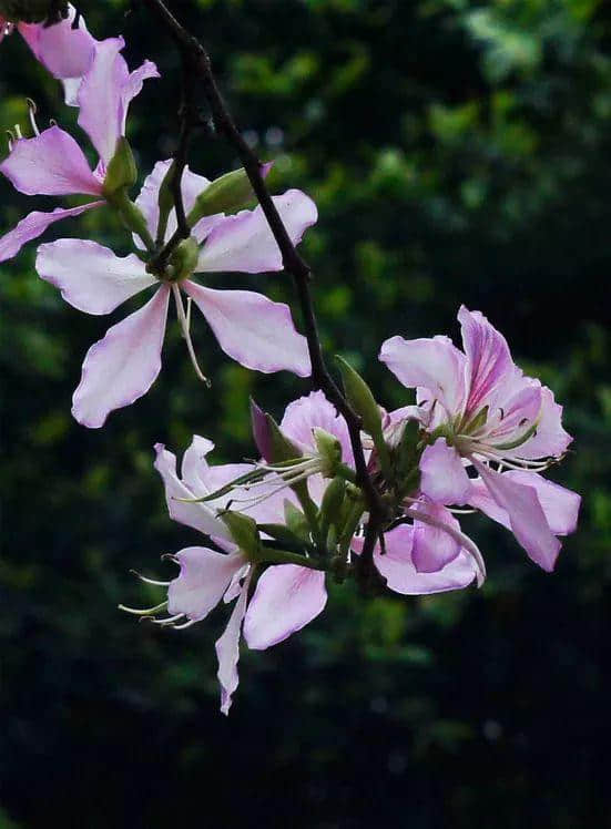 香港区花，紫荆花