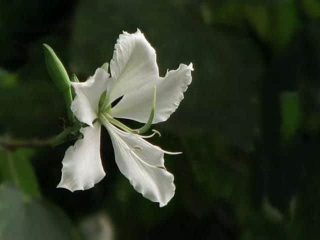 香港区花，紫荆花