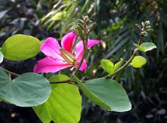 香港区花，紫荆花