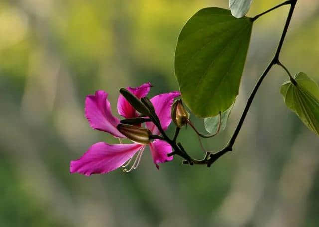 香港区花，紫荆花