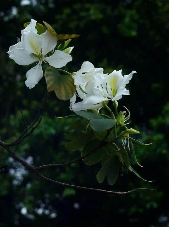 香港区花，紫荆花