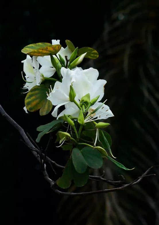 香港区花，紫荆花