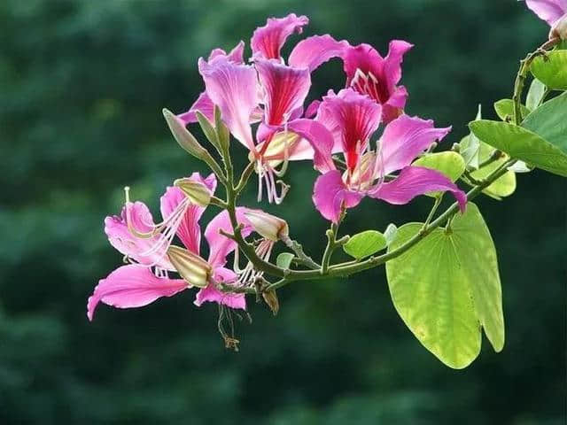 香港区花，紫荆花