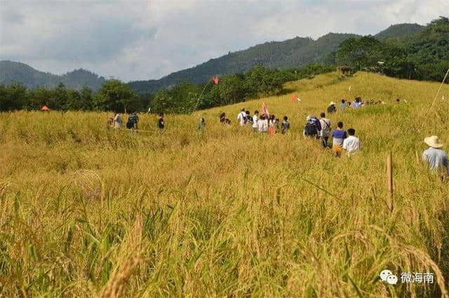 海南黎族植物文化的神秘色彩