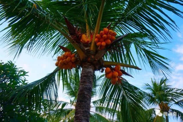 海南黎族植物文化的神秘色彩