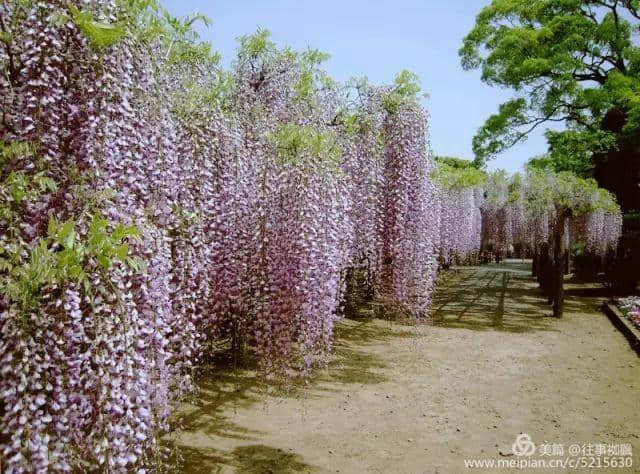 全球绝美树木奇幻壮观之一《紫藤花树》美到让人窒息！