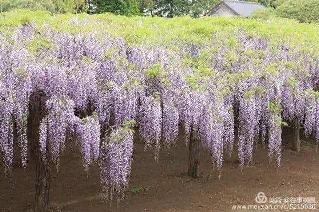 全球绝美树木奇幻壮观之一《紫藤花树》美到让人窒息！