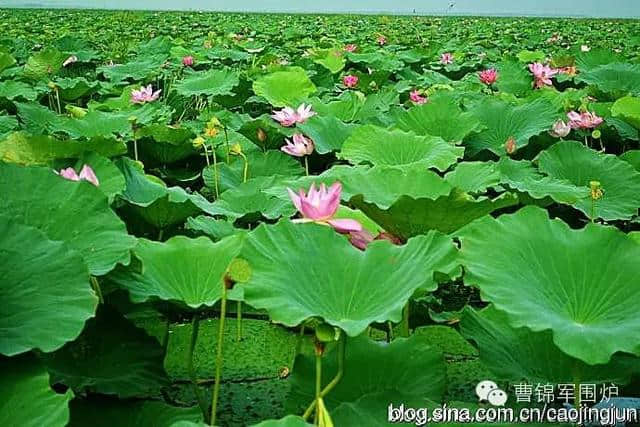 黄梅时节黄梅雨 黄梅风过黄梅肥 [清 梅雨田]