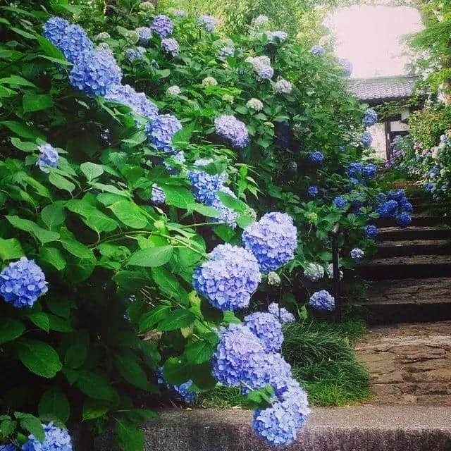 初夏限定，错过4月的樱花，雨季的紫阳花来了