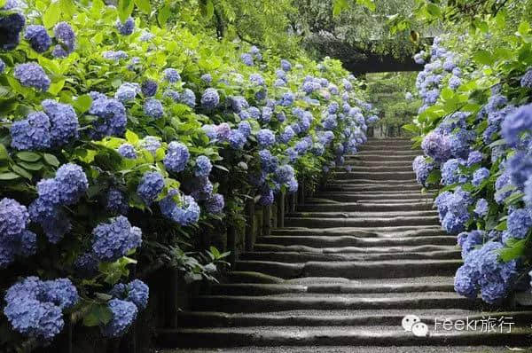 从东京偷1天去镰仓，错过了樱花季，6月的紫阳花美到心醉