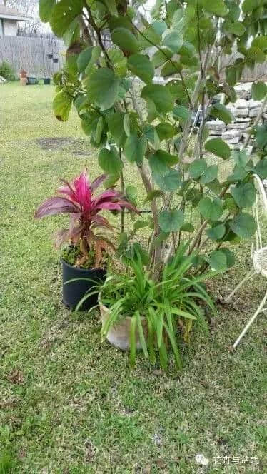 你真的认识紫荆花么？看看香港紫荆和紫荆的差别