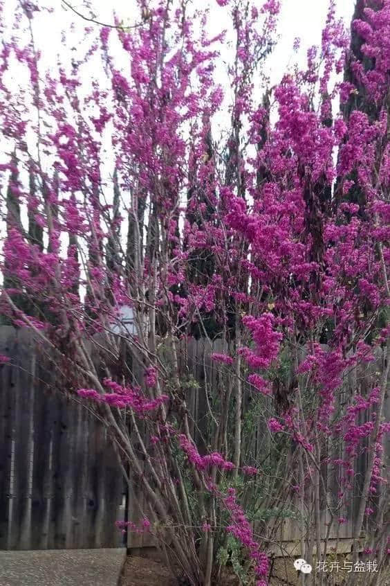 你真的认识紫荆花么？看看香港紫荆和紫荆的差别