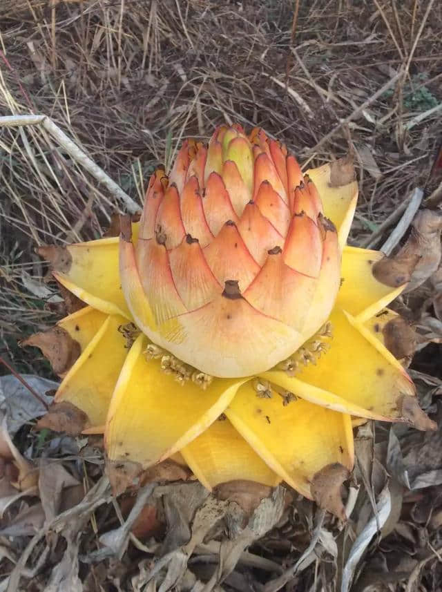 紅肉蘋果樹葡萄黃蓮花紫生菜血白菜密集症慎入