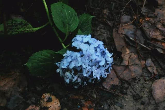 六月烟雨入黄梅