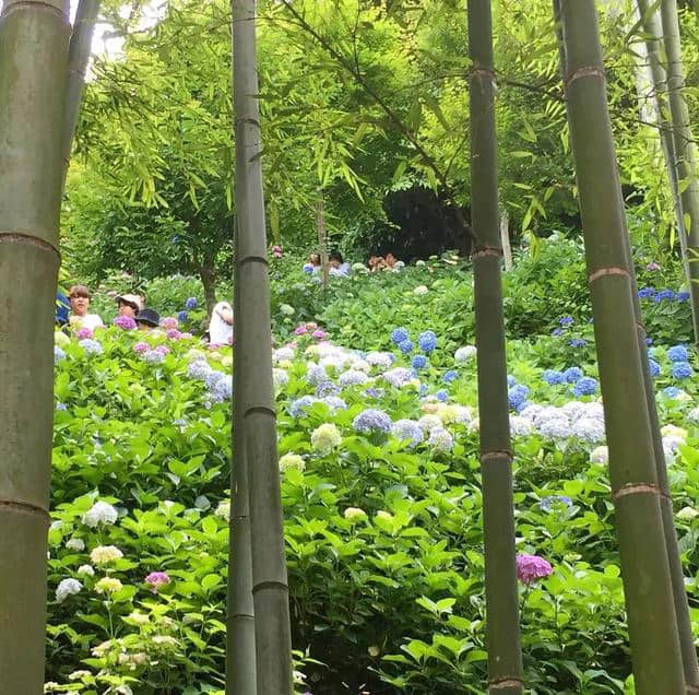 你知道寺院旁为什么都种满紫阳花吗？