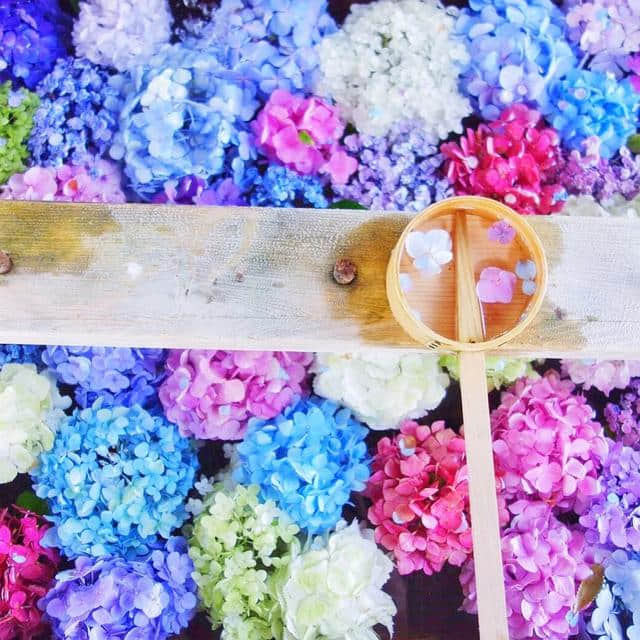你知道寺院旁为什么都种满紫阳花吗？