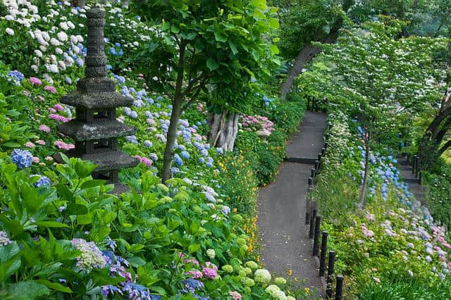 你知道寺院旁为什么都种满紫阳花吗？