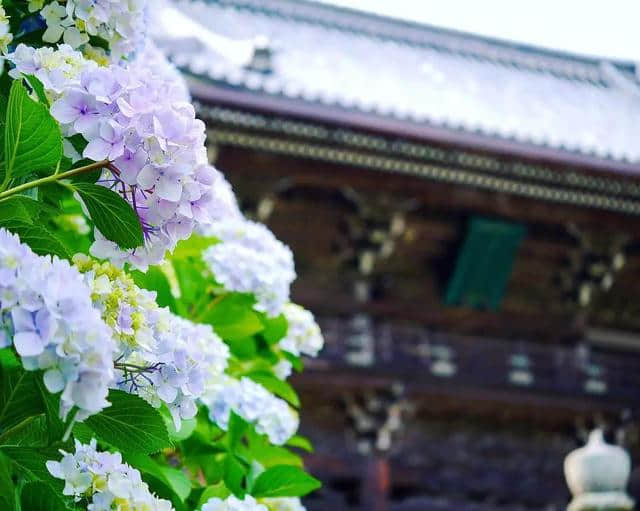 你知道寺院旁为什么都种满紫阳花吗？