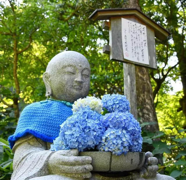 你知道寺院旁为什么都种满紫阳花吗？