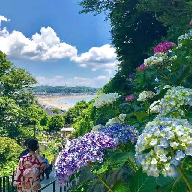 你知道寺院旁为什么都种满紫阳花吗？