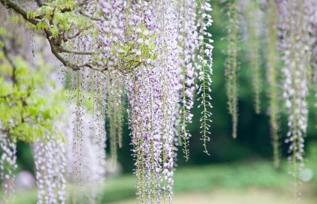 紫藤：花繁满树的紫藤太漂亮了！快来看看怎么管理的