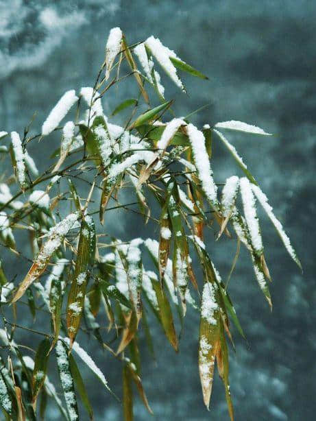 「诗词鉴赏」古诗词中的雪竹，不负岁寒心！