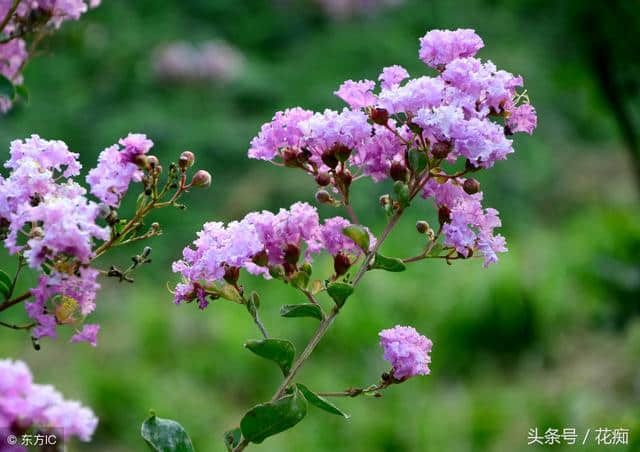 漂亮的紫薇花，花量大，花期长，易管理，北方庭院也能种！