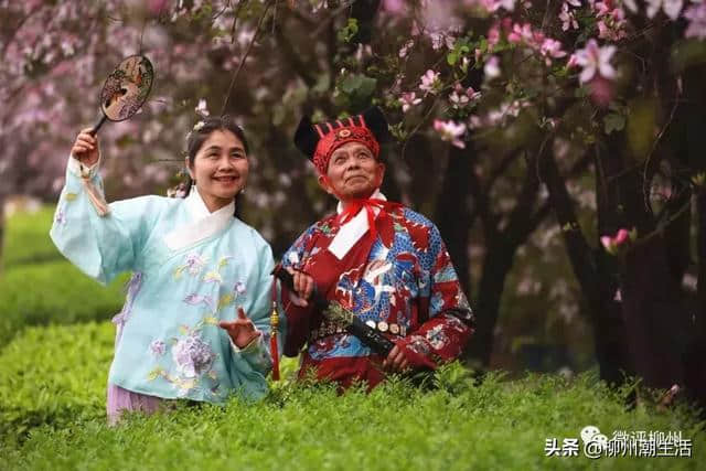 刚刚，最新大量紫荆花美图流出，刷屏柳州！