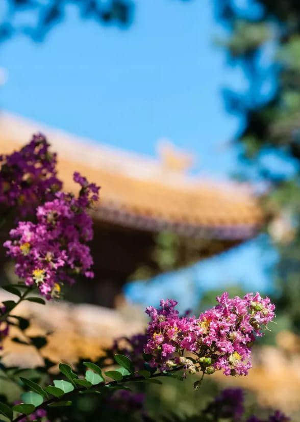 「诗词鉴赏」古诗词里的紫薇花—夏天美丽的风景！