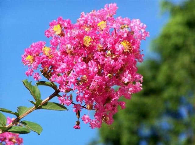 「诗词鉴赏」古诗词里的紫薇花—夏天美丽的风景！