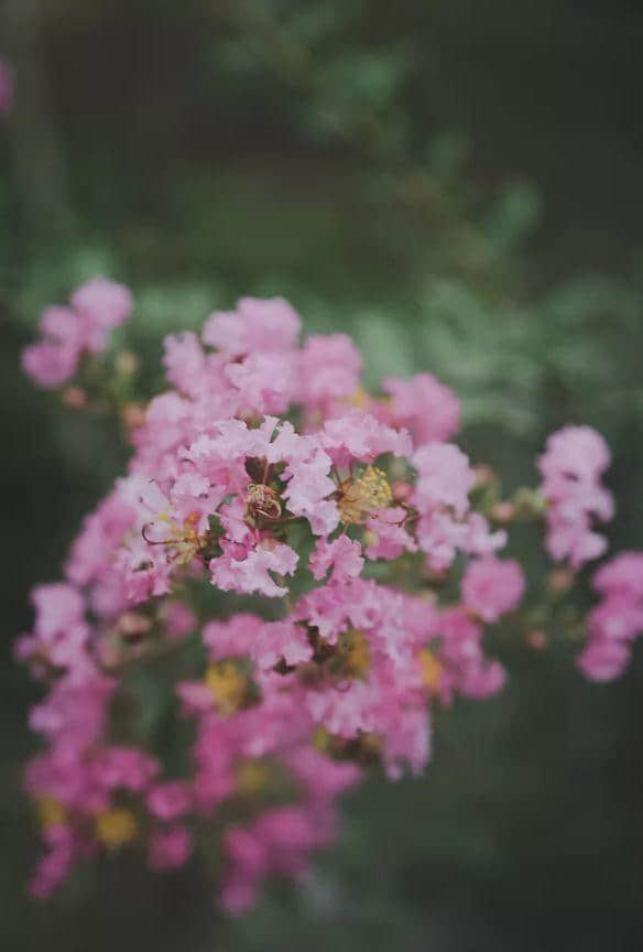 「诗词鉴赏」古诗词里的紫薇花—夏天美丽的风景！