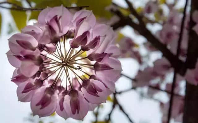 紫藤花开了，怎么拍才好看？