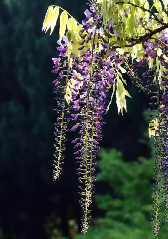 紫藤花开了，怎么拍才好看？