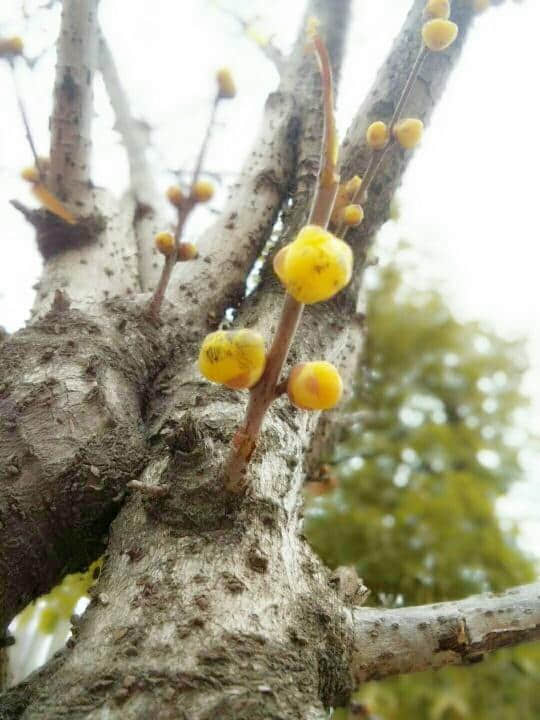 黄梅盛开的季节，亲人盼得花儿都快谢了